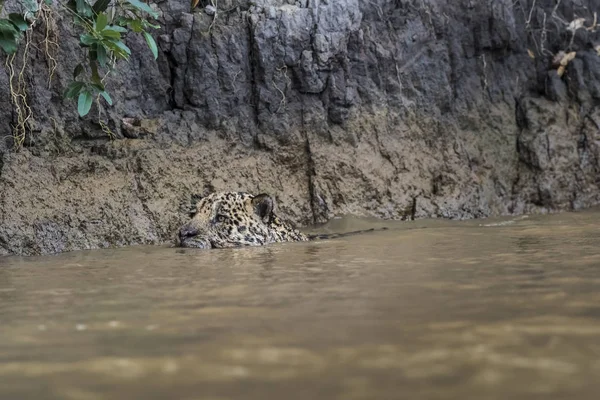 Jaguar Swimming Cuaiaba River Pantanal Mato Grosso Βραζιλία — Φωτογραφία Αρχείου