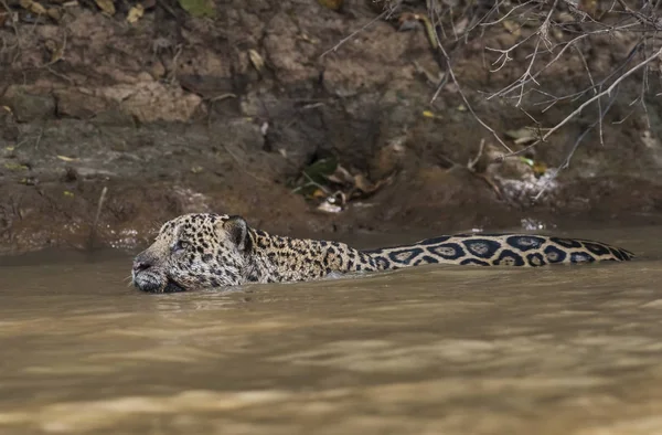 Jaguar Nadando Río Cuaiaba Pantanal Mato Grosso Brasil — Foto de Stock