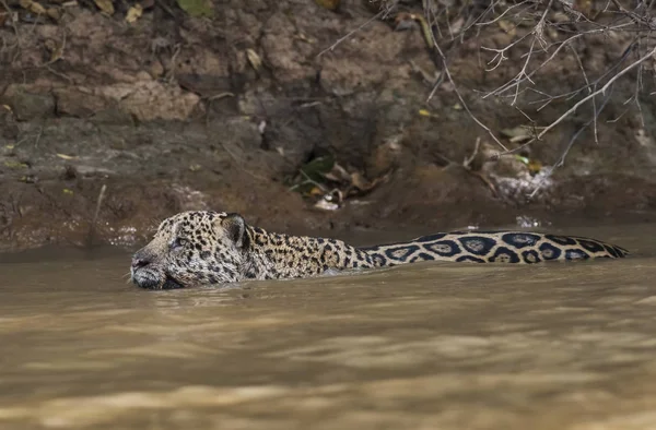 Cuaiaba nehrinde yüzen Jaguar, Pantanal, Mato Grosso, Brezilya