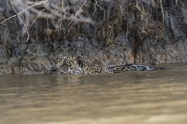Jaguar Nadando Río Cuaiaba Pantanal Mato Grosso Brasil — Foto de Stock