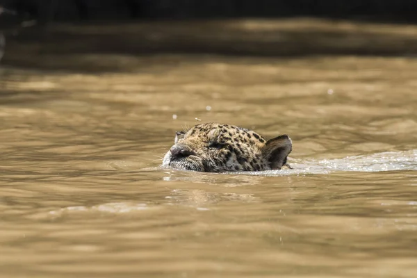 Jaguar Nadando Orillas Del Río Cuiaba Pantanal Brasil — Foto de Stock