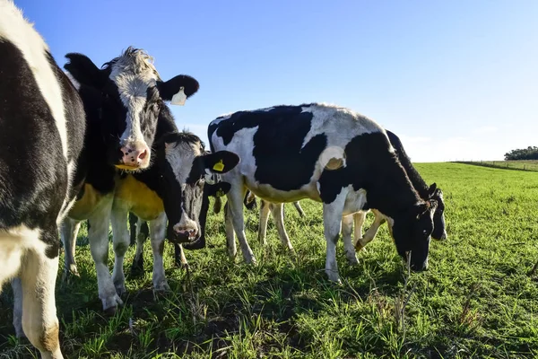 Melkkoeien Het Platteland Van Pampas Patagonië Argentinië — Stockfoto