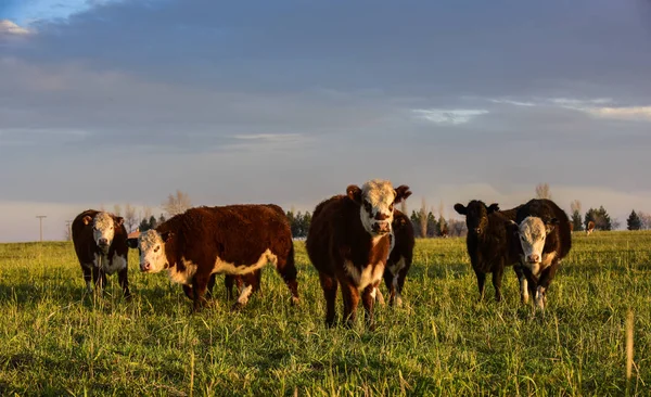 Novilhos Alimentando Grama Natural Província Buenos Aires Argentina — Fotografia de Stock