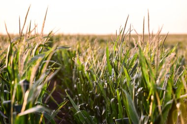 La Pampa Eyaleti, Arjantin 'deki Cornfield