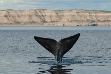 Sohutern sağ balina kuyruğu, nesli tükenmekte olan türler, Patagonya, Argenti
