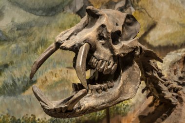 Soyu tükenmiş Astrapotherium magnum, Patagonya, Argent 'ın fosil kafatası.