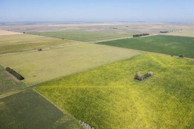 Pampas bölgesinde ekilmiş tarlalar, Arjantin.