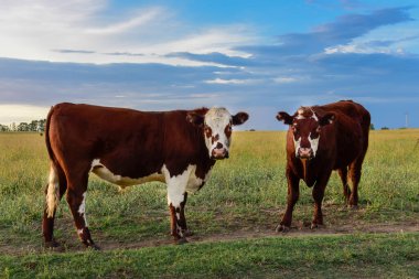 Cattle in Argentine countryside,La Pampa Province, Argentina. clipart
