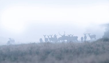 Karda kızıl geyik sürüsü, La Pampa, Arjantin. 