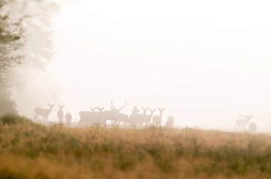 Karda kızıl geyik sürüsü, La Pampa, Arjantin. 