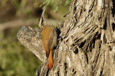 Dar gagalı Oduncu, Lepidocolaptes angustirostris, La Pamp