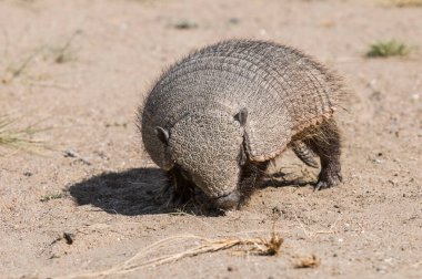 Kıllı Armadillo, çöl ortamında, Yarımada Valdes, Patago