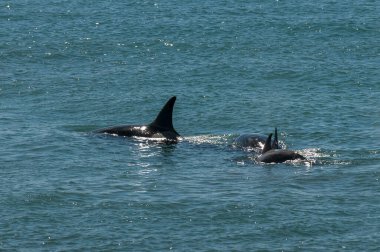 Katil balina avcısı deniz aslanları, yarımada valfleri, Patagonya Arge