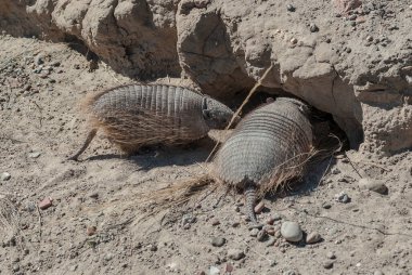 Yuvaya giren iki armadillo, Patagonya, Arjantin