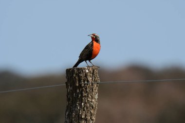Uzun kuyruklu Meadowlark, La Pampa, Arjantin.