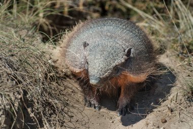 Kıllı Armadillo, çöl ortamında, Yarımada Valdes, Patago