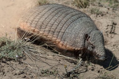 Kıllı Armadillo, çöl ortamında, Yarımada Valdes, Patago