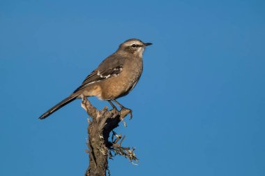 Patagonya Alaycı Kuşu, Yarımada Valdes, Patagonya, Arjantin 