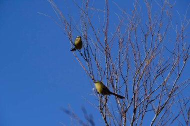 Daha büyük Wagtail tiranı, Calden Ormanı, La Pampa, Arjantin