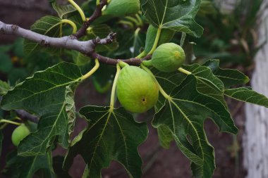 Fabrikada incir, hasat zamanı, La Pampa, Arjantin