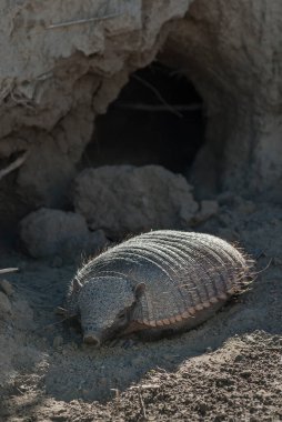Kıllı Armadillo, çöl ortamında, Yarımada Valdes, Patago