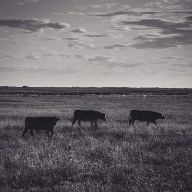 Arjantin kırsalında sığırlar, La Pampa Eyaleti, Arjantin.
