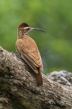 Scimitar gagalı Oduncu, Calden Ormanı, La Pampa, Arjantin.