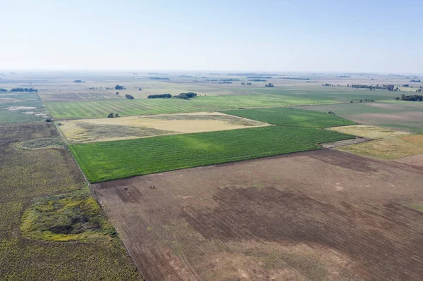 Pola Uprawne Regionie Pampas Argentyna — Zdjęcie stockowe