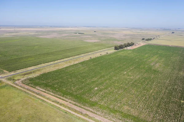 Pěstovaná Pole Oblasti Pampas Argentina — Stock fotografie