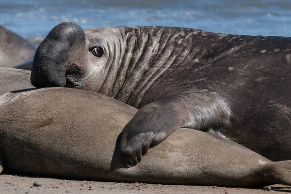 Männliche Elefantenrobbe Halbinsel Valdes Patagonien Argentinien — Stockfoto