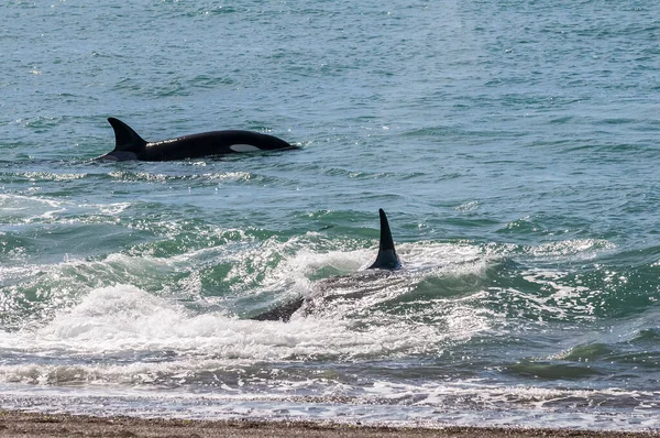 猎杀鲸鲨海狮半岛地鼠巴塔哥尼亚方舟 — 图库照片