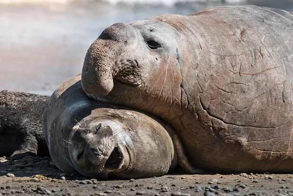 Elephant Seal Couple Mating Peninsula Valdes Patagonia Argent — Stock Photo, Image