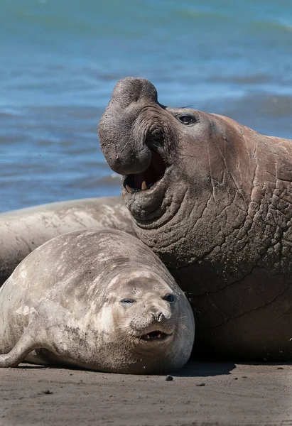 Elephant Seal Couple Mating Peninsula Valdes Patagonia Argent — Stock Photo, Image