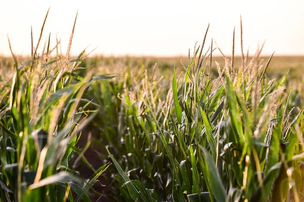 La Pampa Eyaleti, Arjantin 'deki Cornfield