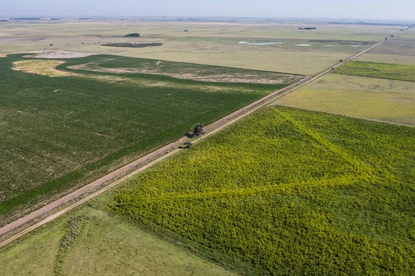 Pampas bölgesinde ekilmiş tarlalar, Arjantin.