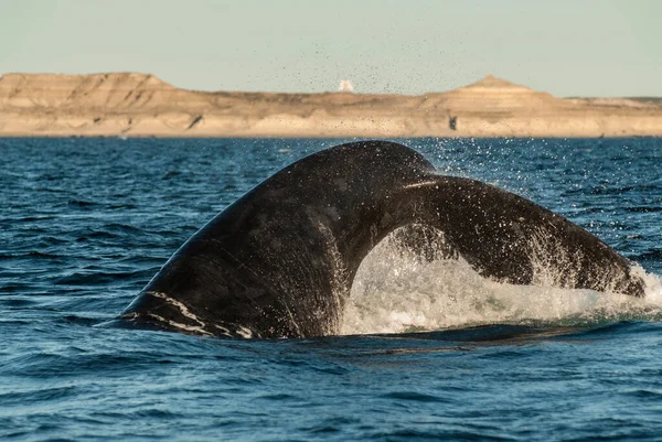 Coda Balena Franca Sohutern Specie Minacciate Patagonia Argenti — Foto Stock