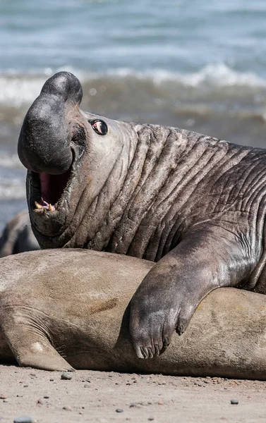 Apareamiento Parejas Elefantes Marinos Peninsula Valdes Patagonia Argent — Foto de Stock