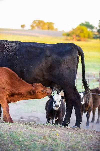 Ganado Ternero Campo Argentino Provincia Pampa Arge —  Fotos de Stock