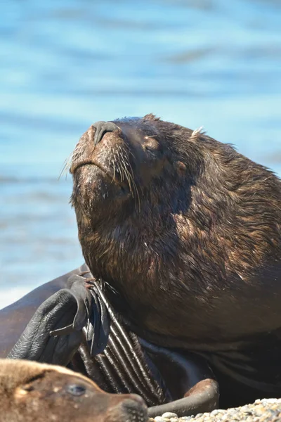 Male Sea Lion Patagonia Argentina — Stock Photo, Image