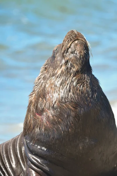 Miesleijona Patagonia Argentiina — kuvapankkivalokuva