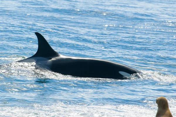 Lobos Marinos Cazadores Ballenas Asesinas Válvulas Península Patagonia Arge — Foto de Stock