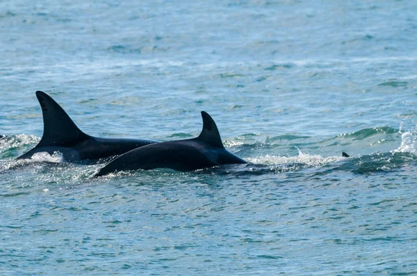 Killer Walvissen Jagen Zeeleeuwen Schiereiland Valdes Patagonië Arge — Stockfoto