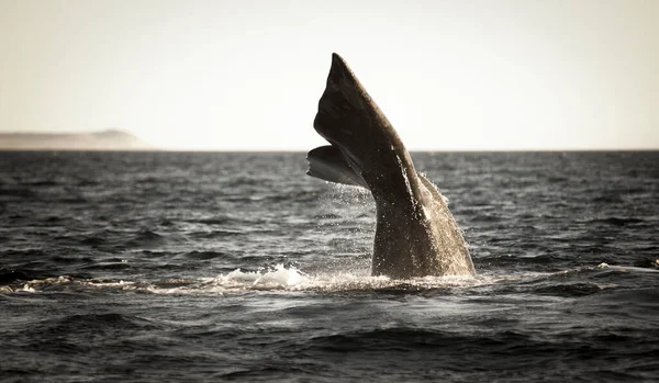 Coda Balena Franca Sohutern Specie Minacciate Patagonia Argenti — Foto Stock