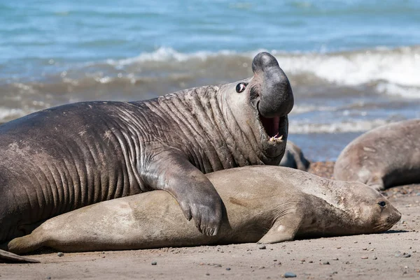 Elefantenrobbenpaar Bei Der Paarung Halbinsel Valdes Patagonien Argentum — Stockfoto