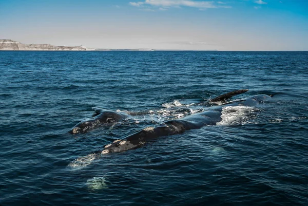 Sohutern Ballenas Francas Superficie Especies Peligro Extinción Patago —  Fotos de Stock