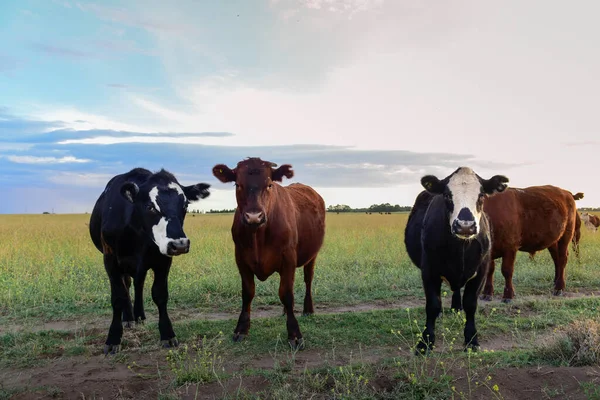 Bovini Nella Campagna Argentina Provincia Pampa Argentina — Foto Stock