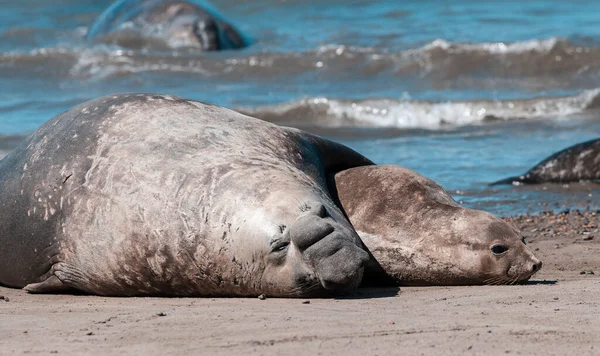 Elefantenrobbenpaar Bei Der Paarung Halbinsel Valdes Patagonien Argentum — Stockfoto