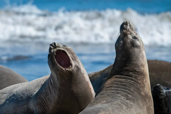 Juvenile Males Elephant Seals Fighting Peninsula Valdes Patago — Stock Photo, Image