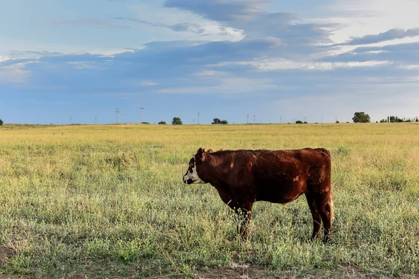 Arjantin Kırsalında Sığırlar Pampa Eyaleti Arjantin — Stok fotoğraf