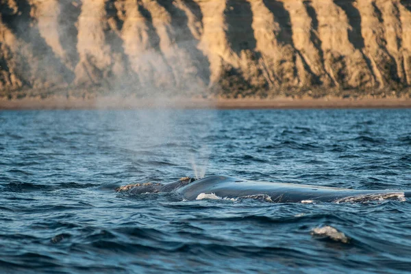 Sohutern right whale whale breathing, Peninsula Valdes, Patagoni